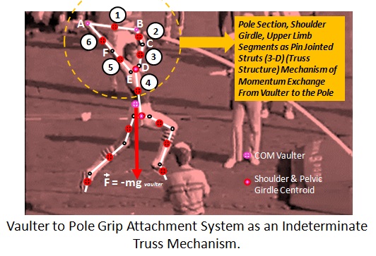 Vaulter upper limbs body segmental truss structure mechanism 1.jpg